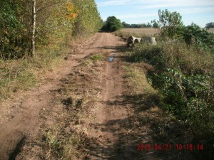 Arreglo camino Bustinza-Correa (1)