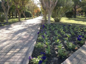 Embelleciendo la plaza (5)