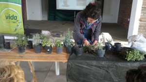 Jornada de plantas aromáticas (16)