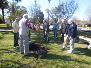 Un roble en la plaza (1)-w800-h800