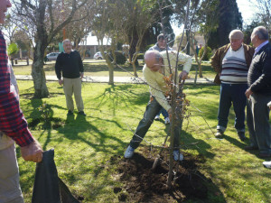 Un roble en la plaza (15)-w800-h800