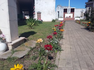 reposicion-flores-en-el-cementerio-4