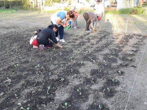 Huerta comunitaria (30)