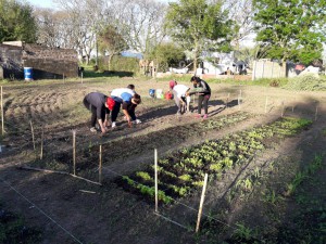 Huerta comunitaria (45)