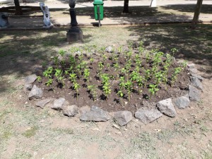 Plantines huerta para plaza (2)