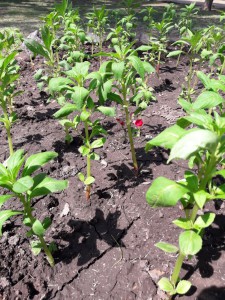 Plantines huerta para plaza (5)