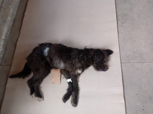 Castración (4)