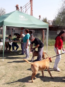 Campaña de vacunación antirrábica 2019 (28)