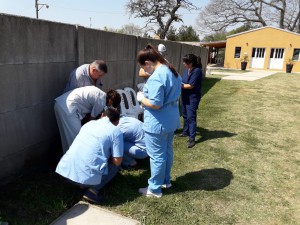 Campaña de vacunación antirrábica 2019 (6)