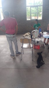 Jornada de castración (5)